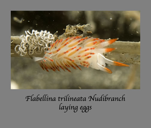 flabellina trilineata nudibranch